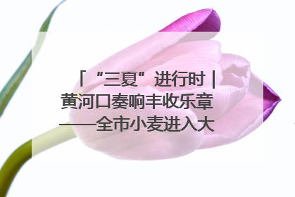 “三夏”进行时｜黄河口奏响丰收乐章——全市小麦进入大面积收获高峰期