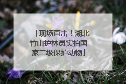 现场直击！湖北竹山护林员实拍国家二级保护动物