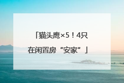 猫头鹰×5！4只在闲置房“安家”