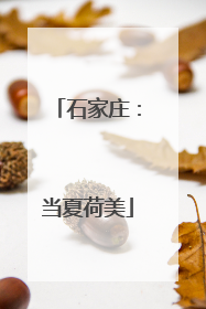 石家庄：当夏荷美
