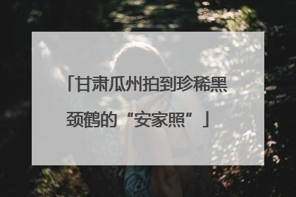 甘肃瓜州拍到珍稀黑颈鹤的“安家照”