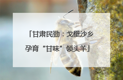 甘肃民勤：戈壁沙乡孕育“甘味”领头羊