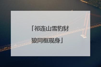 祁连山雪豹豺狼同框现身