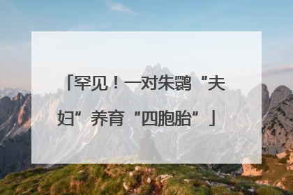 罕见！一对朱鹮“夫妇”养育“四胞胎”