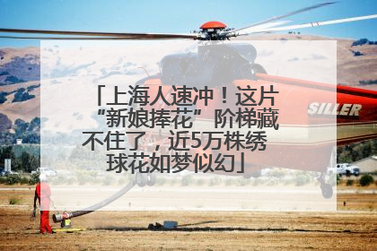 上海人速冲！这片“新娘捧花”阶梯藏不住了，近5万株绣球花如梦似幻