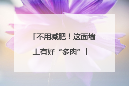 不用减肥！这面墙上有好“多肉”