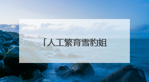 人工繁育雪豹姐妹花“水墨”“油画”六岁啦