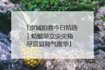 京城拍客今日精选｜蜻蜓早立尖尖角 尽赏夏荷气度华