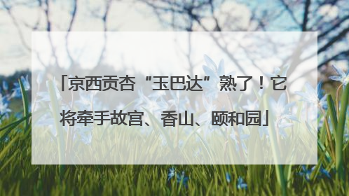 京西贡杏“玉巴达”熟了！它将牵手故宫、香山、颐和园