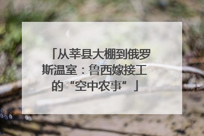 从莘县大棚到俄罗斯温室：鲁西嫁接工的“空中农事”