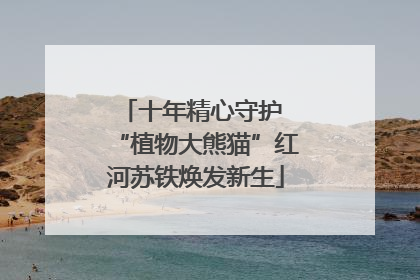 十年精心守护 “植物大熊猫”红河苏铁焕发新生