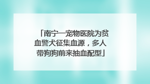 南宁一宠物医院为贫血警犬征集血源，多人带狗狗前来抽血配型