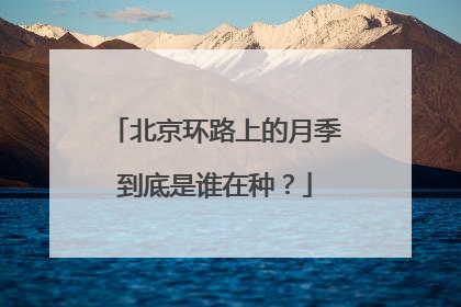 北京环路上的月季到底是谁在种？