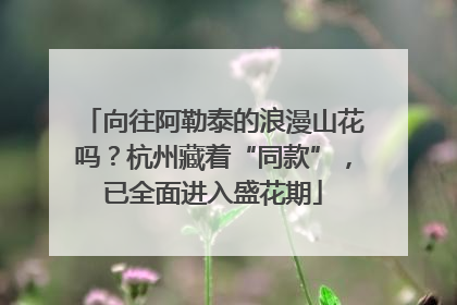 向往阿勒泰的浪漫山花吗？杭州藏着“同款”，已全面进入盛花期