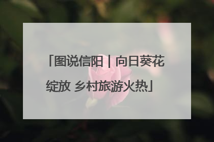 图说信阳｜向日葵花绽放 乡村旅游火热