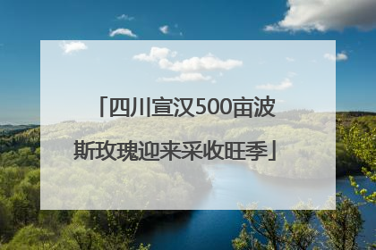 四川宣汉500亩波斯玫瑰迎来采收旺季
