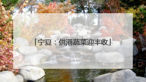 宁夏：供港蔬菜迎丰收