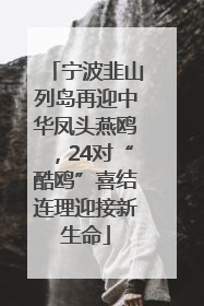 宁波韭山列岛再迎中华凤头燕鸥，24对“酷鸥”喜结连理迎接新生命