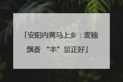 安阳内黄马上乡：麦穗飘香 “丰”景正好