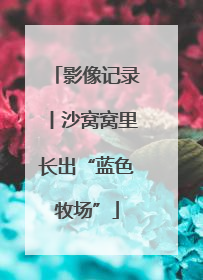 影像记录丨沙窝窝里长出“蓝色牧场”