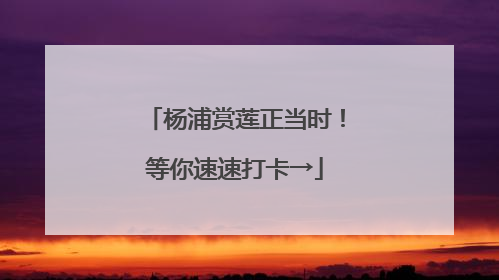 杨浦赏莲正当时！等你速速打卡→