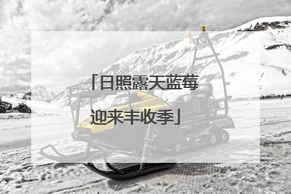 日照露天蓝莓迎来丰收季