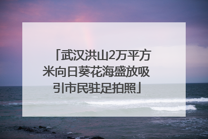 武汉洪山2万平方米向日葵花海盛放吸引市民驻足拍照