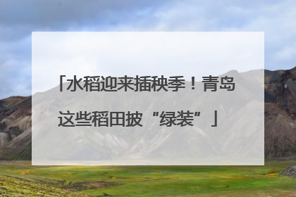水稻迎来插秧季！青岛这些稻田披“绿装”