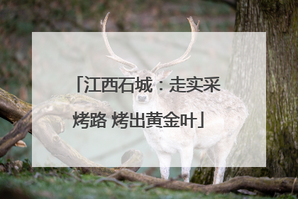 江西石城：走实采烤路 烤出黄金叶