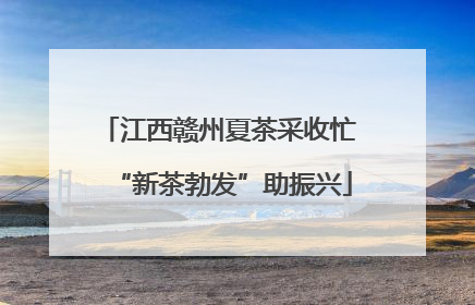 江西赣州夏茶采收忙 “新茶勃发”助振兴