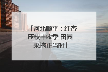 河北顺平：红杏压枝丰收季 田园采摘正当时