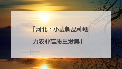 河北：小麦新品种助力农业高质量发展