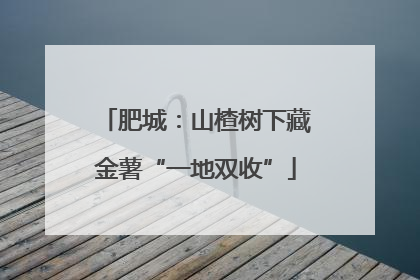 肥城：山楂树下藏金薯“一地双收”