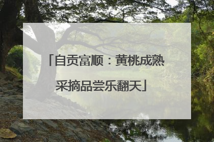 自贡富顺：黄桃成熟 采摘品尝乐翻天