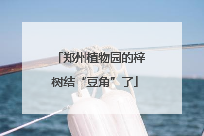 郑州植物园的梓树结“豆角”了