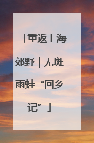重返上海郊野｜无斑雨蛙“回乡记”
