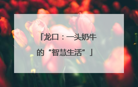龙口：一头奶牛的“智慧生活”